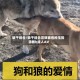 狼干综合/狼干综合宫奴被各种玉势调教h成人AV