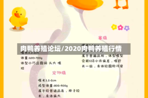 肉鸭养殖论坛/2020肉鸭养殖行情