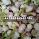 中牟蒜最新费用表(中牟今日蒜价)