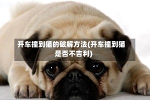 开车撞到猫的破解方法(开车撞到猫是否不吉利)