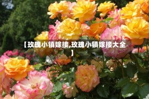 【玫瑰小镇嫁接,玫瑰小镇嫁接大全】