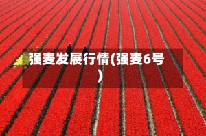 强麦发展行情(强麦6号)