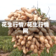 花生行情/花生行情网