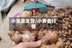 小黄姜走势/小黄姜行情