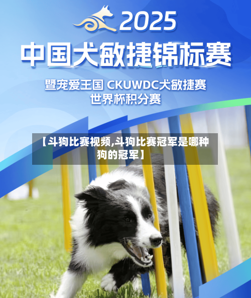 【斗狗比赛视频,斗狗比赛冠军是哪种狗的冠军】-第1张图片