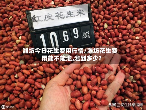 潍坊今日花生费用行情/潍坊花生费用能不能涨,涨到多少?-第1张图片