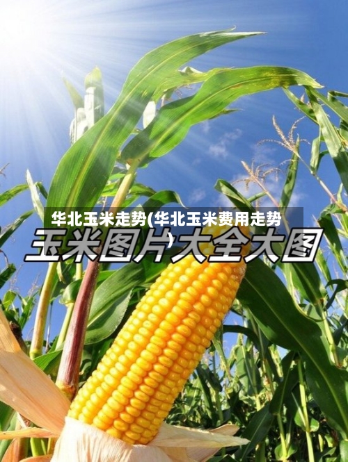 华北玉米走势(华北玉米费用走势)-第1张图片