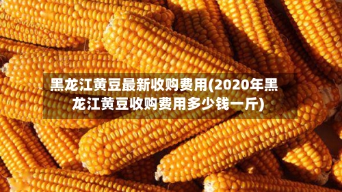 黑龙江黄豆最新收购费用(2020年黑龙江黄豆收购费用多少钱一斤)-第3张图片