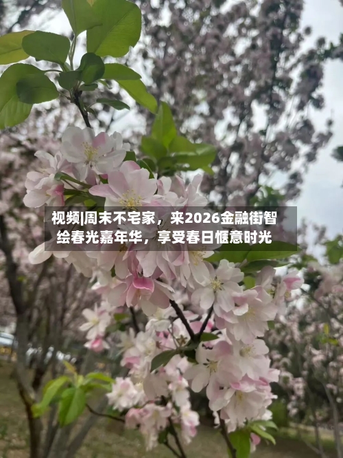 视频|周末不宅家，来2026金融街智绘春光嘉年华，享受春日惬意时光-第3张图片