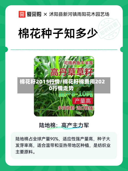 棉花籽2015行情/棉花籽棉费用2020行情走势-第1张图片