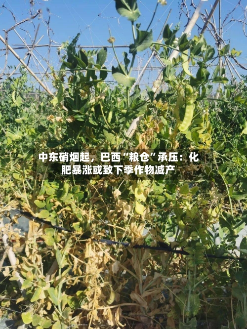 中东硝烟起	，巴西“粮仓”承压：化肥暴涨或致下季作物减产-第2张图片