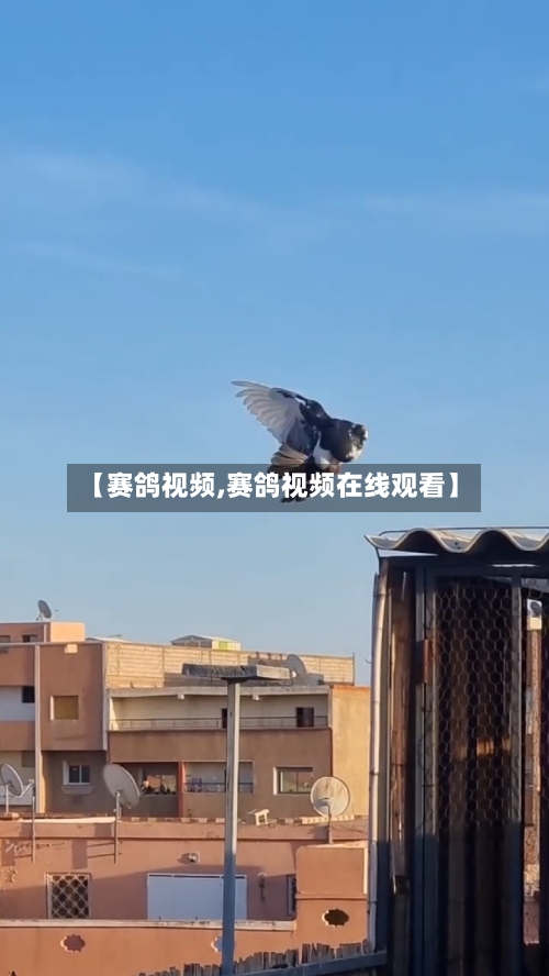 【赛鸽视频,赛鸽视频在线观看】-第1张图片