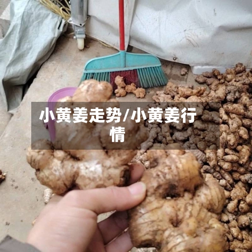 小黄姜走势/小黄姜行情-第1张图片