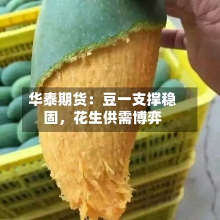 华泰期货：豆一支撑稳固，花生供需博弈-第1张图片