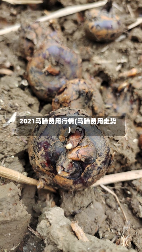 2021马蹄费用行情(马蹄费用走势)-第3张图片
