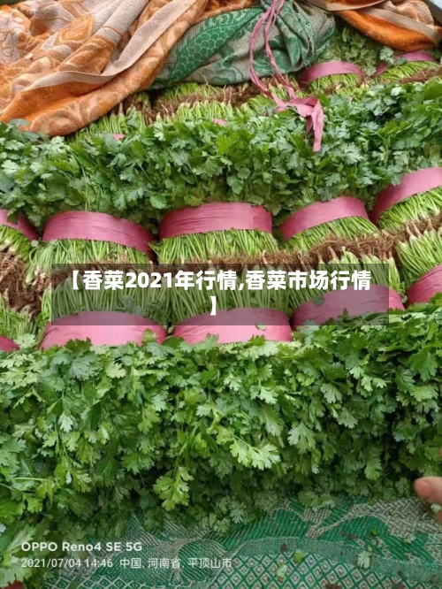【香菜2021年行情,香菜市场行情】-第3张图片