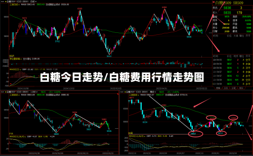 白糖今日走势/白糖费用行情走势图-第1张图片