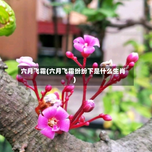 六月飞霜(六月飞霜纷纷下是什么生肖)-第1张图片
