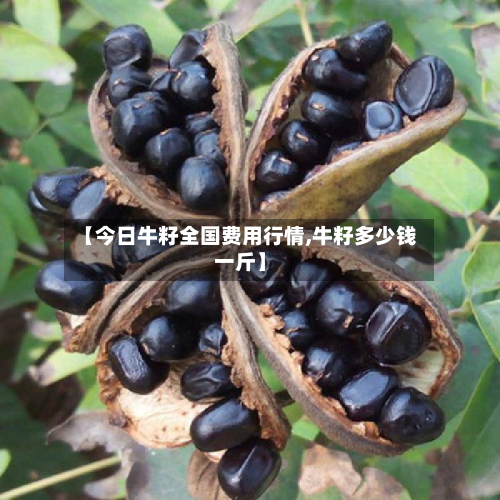 【今日牛籽全国费用行情,牛籽多少钱一斤】-第1张图片