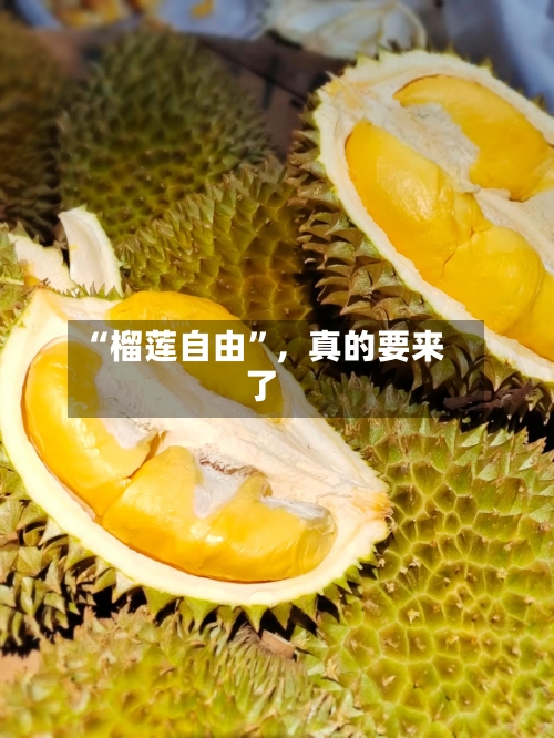 “榴莲自由”，真的要来了-第1张图片