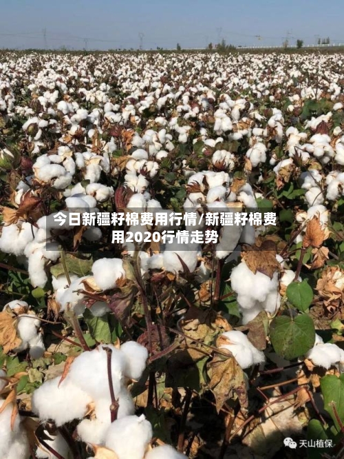 今日新疆籽棉费用行情/新疆籽棉费用2020行情走势-第2张图片