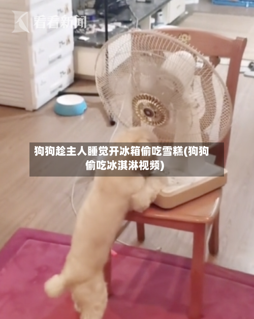 狗狗趁主人睡觉开冰箱偷吃雪糕(狗狗偷吃冰淇淋视频)-第3张图片