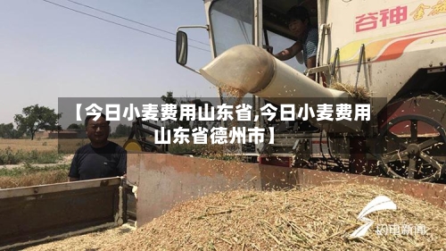 【今日小麦费用山东省,今日小麦费用山东省德州市】-第3张图片
