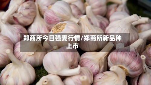 郑商所今日强麦行情/郑商所新品种上市-第1张图片