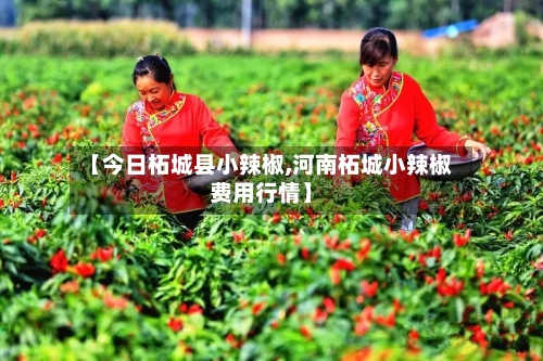 【今日柘城县小辣椒,河南柘城小辣椒费用行情】-第2张图片