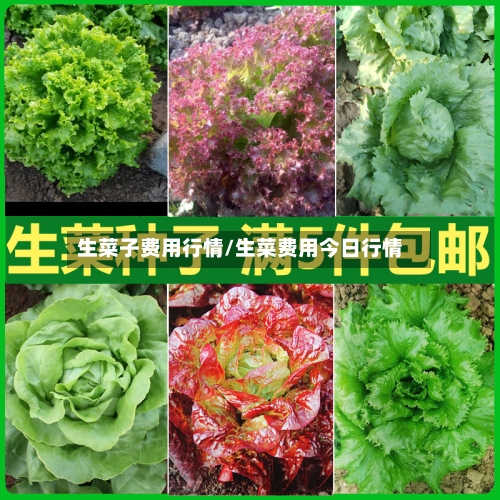 生菜子费用行情/生菜费用今日行情-第1张图片
