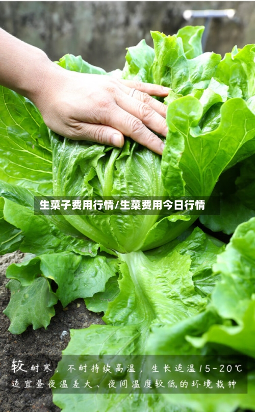 生菜子费用行情/生菜费用今日行情-第2张图片