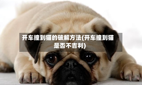 开车撞到猫的破解方法(开车撞到猫是否不吉利)-第1张图片
