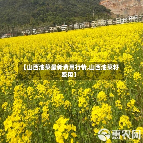 【山西油菜最新费用行情,山西油菜籽费用】-第1张图片