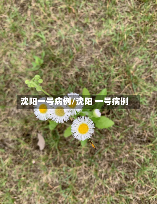 沈阳一号病例/沈阳 一号病例-第3张图片