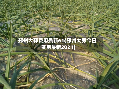 邳州大蒜费用最新61(邳州大蒜今日费用最新2021)-第3张图片