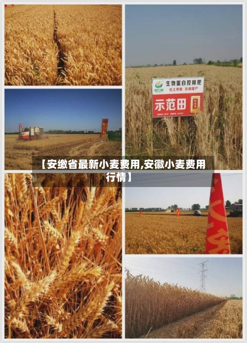 【安缴省最新小麦费用,安徽小麦费用行情】-第2张图片
