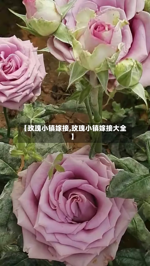 【玫瑰小镇嫁接,玫瑰小镇嫁接大全】-第2张图片