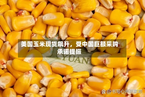美国玉米现货飙升，受中国巨额采购承诺提振-第1张图片